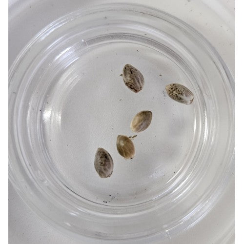 Royal Honey Grahams Feminized Photoperiod Seeds