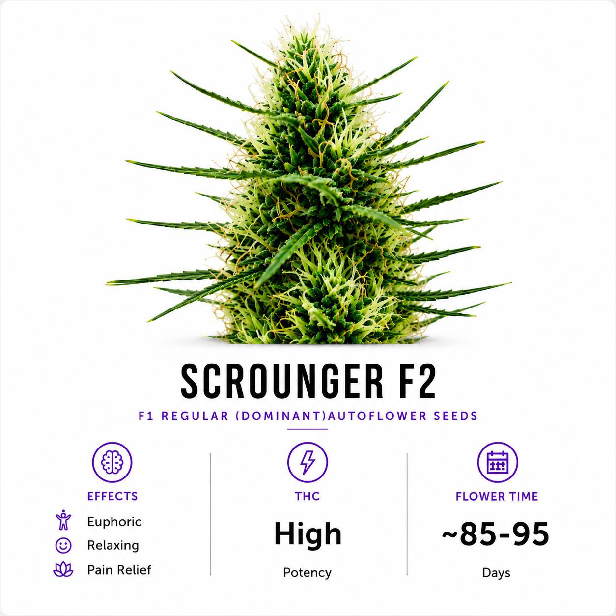 Scrounger Regular (Dominant)Autoflower Seeds